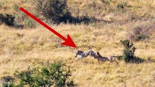 Cheetahs take down young zebra at full speed  Addo Elephant National Park [upl. by Bierman999]