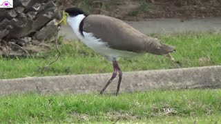 Risk higher reward higher Bird life on line on road curb [upl. by Annayt]