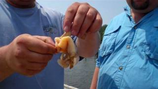 Clamming for Striped Bass [upl. by Katzir]