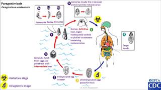 Paragonimus spp life cycle [upl. by Hunley]