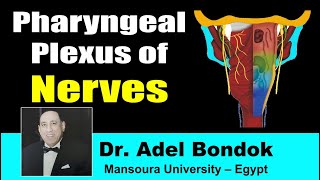 Pharyngeal Plexus Dr Adel Bondok [upl. by Mylander]