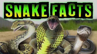 Snake Facts [upl. by Nealy]