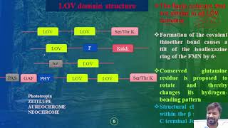 Photoreceptors Part3 THE LOV LIGHT VOLTAGE AND OXYGEN AND UVR SENSORS IN PLANTS [upl. by Necila852]