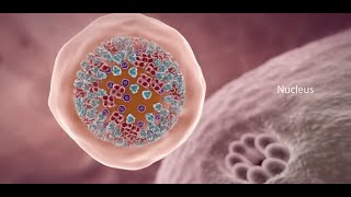 COVID19 Animation What Happens If You Get Coronavirus [upl. by Gone323]