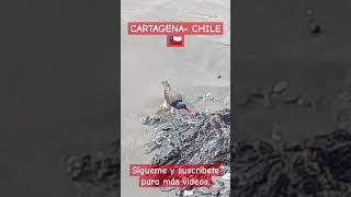 AVEquot PILPILEN quot 🐦‍⬛Cartagena Chile 🇨🇱Sígueme y suscríbete para más videos [upl. by Stutzman]