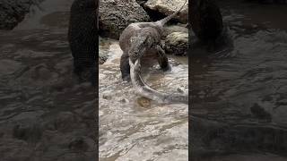 Moray eels fight against Komodo dragons [upl. by Janeen]