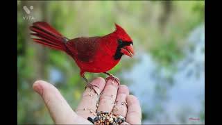 February 3  National Feed The Birds Day  Hello Calendar [upl. by Ydnil]