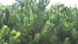 Loblolly Pine Trees [upl. by Lardner]