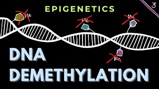 DNA demethylation Part 3  Structure of TET enzymes  Epigenetics  GATECSIRNET [upl. by Phelan126]