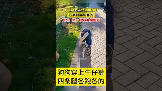 小狗穿上牛仔裤运动鞋，四条腿各跑各的宠物 狗狗 动物 可爱 治愈 [upl. by Hachman]