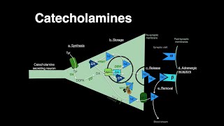 Catecholamines Norepinephrine Epinephrine [upl. by Sedrul]