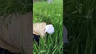 Grass weed farming nature Rinaroshan valo garden shortsyoutube short [upl. by Aidne]