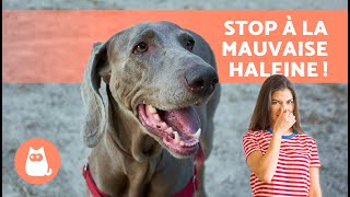 Comment PRÉVENIR LA MAUVAISE haleine chez le CHIEN 🐶🪥 [upl. by Kawasaki]