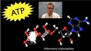 ATP Adenosine Triphosphate [upl. by Bunnie517]