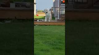 Vodka the Great Pyrenees monitors and protects the farm hobbyfarm dog lgds livestockguardiandog [upl. by Polash]