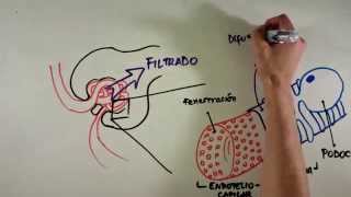 Fisiología Renal [upl. by Showker]