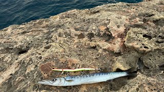 Barracuda Fishing Adventure with the Powerful Jack Fin Stylo 255 [upl. by Nagear]