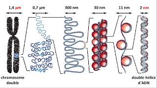 Chromosome ADN gène allèle [upl. by Zora]