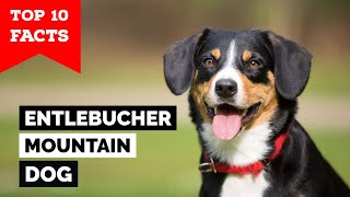 Entlebucher Mountain Dog  Top 10 Facts [upl. by Aihsemot267]