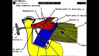 Lecture 6 infratemporal [upl. by Nena]