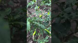 Growing Vegetables in the Backyard ♥️ Harvest time gardening hermiesonajo shorts fyp [upl. by Athalla]