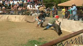 2010 Wild Hog WrestlingCatching Championships  Wes W [upl. by Llerahc173]