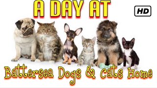 A day at Battersea Dogs amp Cats home [upl. by Celtic388]