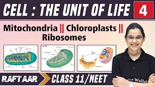 Cell  The Unit of Life 04  Mitochondria  Chloroplasts  Ribosomes  Class 11NEET  RAFTAAR [upl. by Groh232]