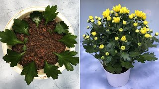 Try growing chrysanthemums from leaves and results [upl. by Oicanata]