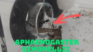 Aphaenogaster simonellii — командная работа relax [upl. by Cordell]