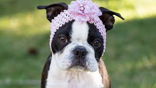 Meet the Boston Terrier History and Origin [upl. by Thant]