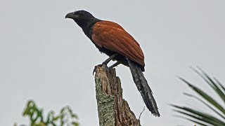 BIRD CALL GREATER COUCAL Singapore [upl. by Sears147]