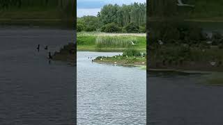 Birdwatching at RSPB Rye Mead  London londonwildlife [upl. by Ellenij738]