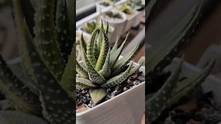 Haworthia Pumila Hybrid variegated shorts haworthia [upl. by Evvie]