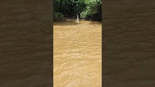 Fisherman village river fish Aceh netsfishing catchingfish fishing [upl. by Adachi465]