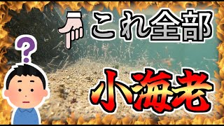 【GOPRO水中撮影】しながわ区民公園【東京都】 [upl. by Primrosa]