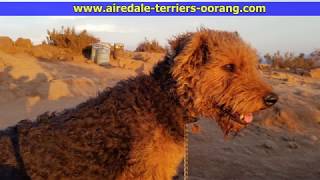 Insta360 One X Hike Airedale Terrier [upl. by Delaine614]