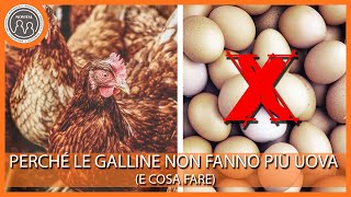 Perché le galline non fanno uova e come rimediare [upl. by Joanna]