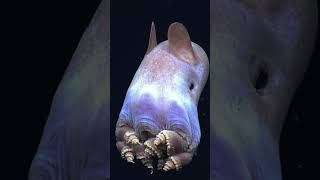 🐙✨ Discovering the Enigmatic Dumbo Octopus Natures Graceful DeepSea Acrobat [upl. by Sancho]