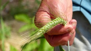 How to Grow Wheatgrass [upl. by Cohberg409]