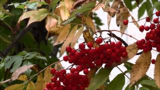 札幌市大通り 街路樹 ナナカマド Sapporo Odori street tree rowan [upl. by Tletski826]