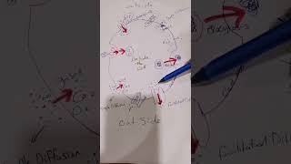 active and passive transportbiologypoli11biology [upl. by Ayanej143]