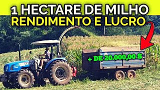 Veja o Rendimento de 1 hectare de silagem de milho LUCRO E GASTOS [upl. by Nepsa772]