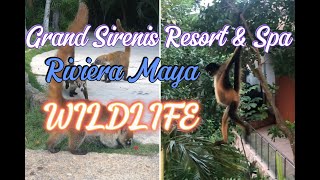 Grand Sirenis Riviera Maya Resort Wildlife TravelWorldExperiences [upl. by Airt719]