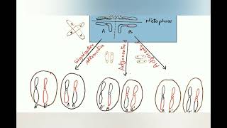 les anomalies chromosomiques de nombre et de structure cytogénétique [upl. by Niajneb209]