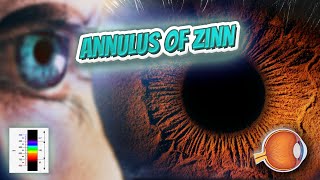 Annulus of Zinn  Your EYEBALLS  EYNTK 👁️💉😳💊🔊💯✅ [upl. by Yrreiht]