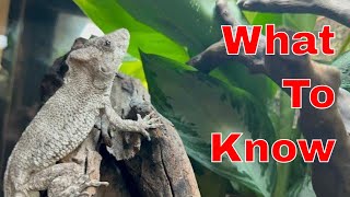 The Ultimate Cuban False Chameleon Care Guide Unleashing The Secrets For A Happy Healthy Pet [upl. by Sirrap]