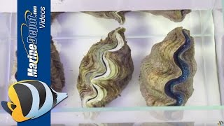 How to Care for Tridacna Clams in Your Saltwater Aquarium [upl. by Avigdor]