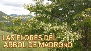 LAS FLORES ESPECIALES DEL ARBOL DE MADROÑO [upl. by Folberth]