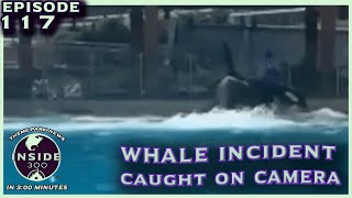 SeaWorld Orca Incident Caught on Camera [upl. by Kahaleel]